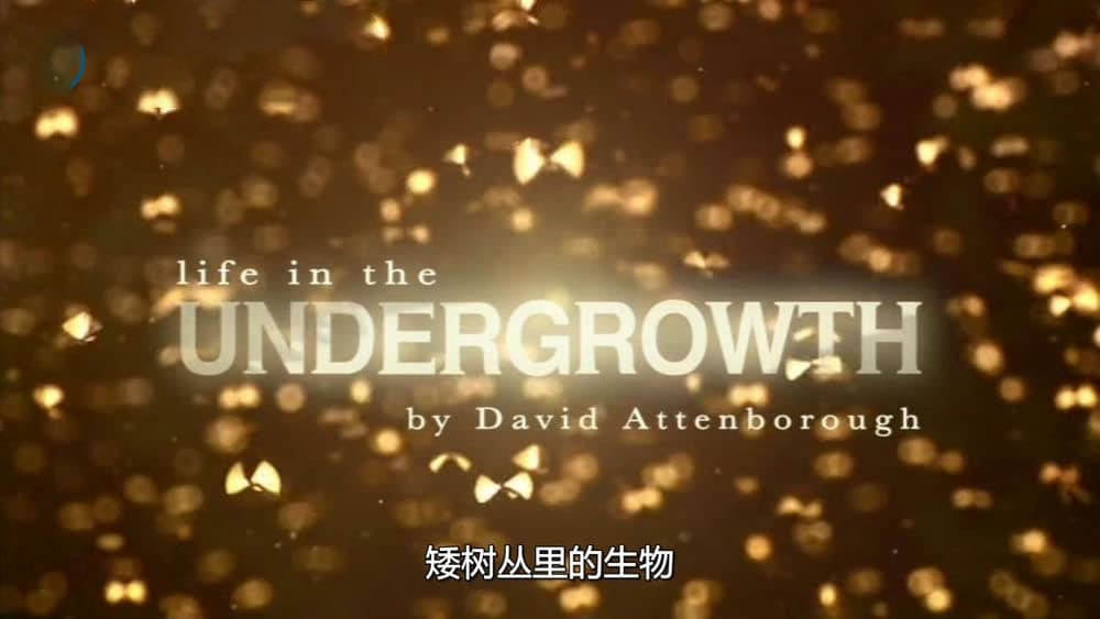 BBC纪录片《灌丛下的生命 Life in the Undergrowth 2005》[全5集][中字][DVD画质][网盘][资源下载]