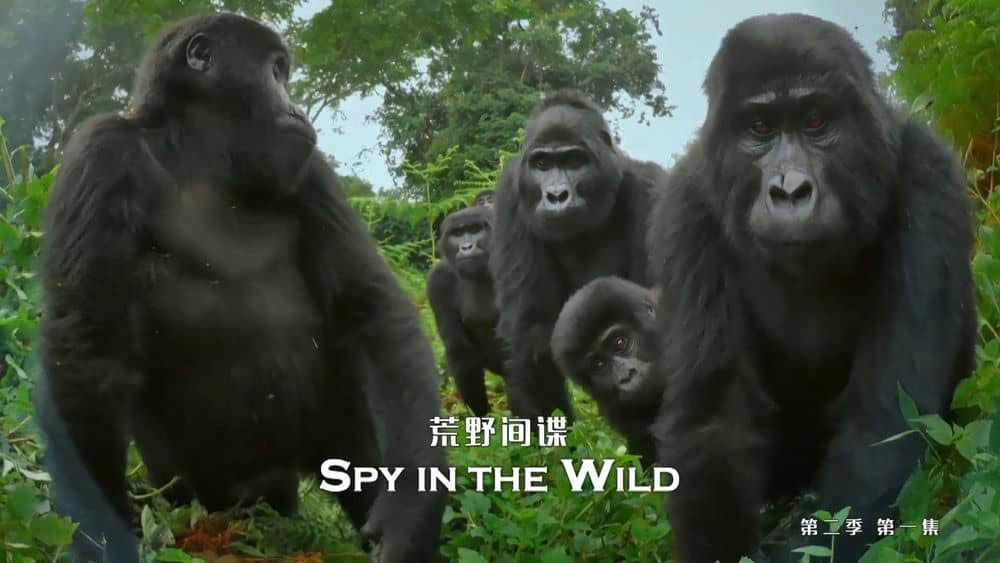 BBC纪录片《荒野间谍 Spy in the Wild 2020》[第二季全4集][中英双字][1080P][网盘][资源下载]