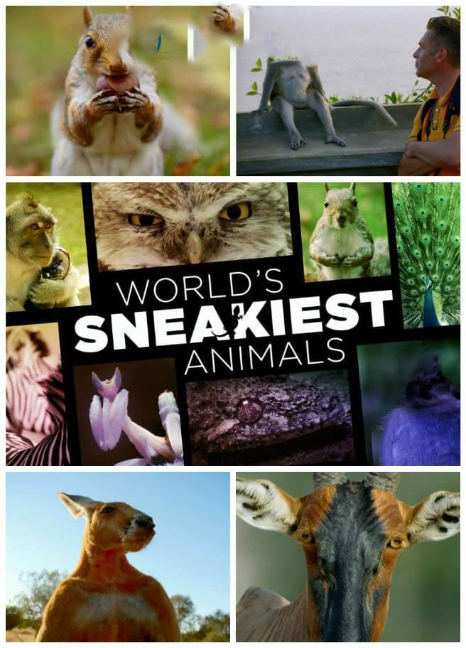 BBC纪录片《世界上最狡猾的动物 World's Sneakiest Animals 2016》[全3集][中英双字][1080P][网盘][资源下载]