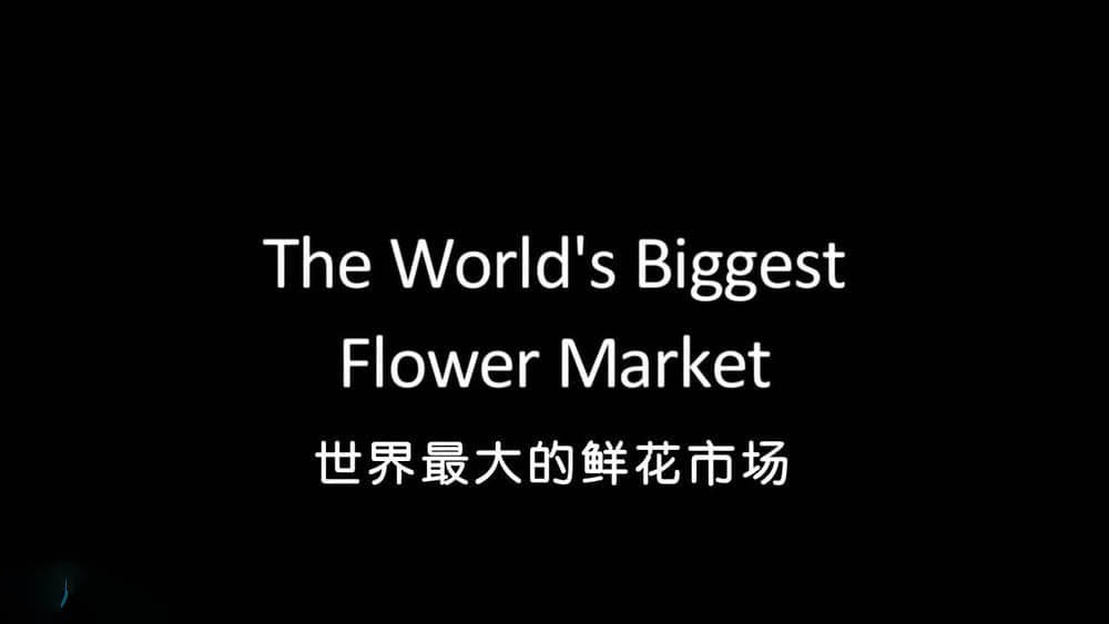 BBC纪录片《世界上最大的鲜花市场 The World's Biggest Flower Market 2016》[全1集][中英双字][720P][网盘][资源下载]