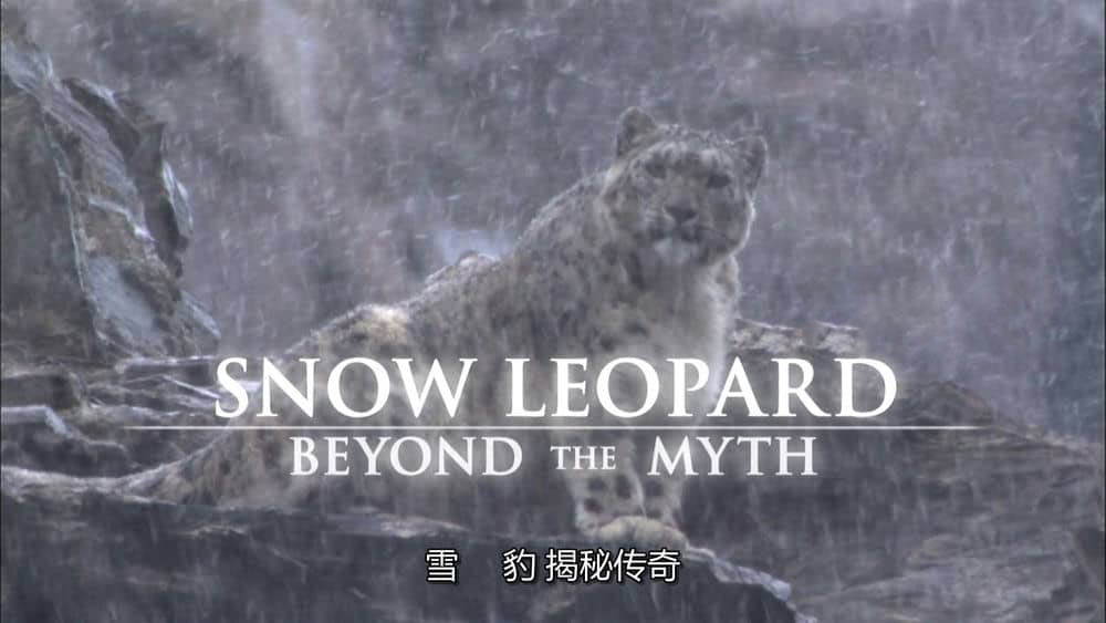 BBC纪录片《雪豹：超越神话 Snow Leopard:Beyond the Myth 2008》[全1集][中英双字][720P][网盘][资源下载]