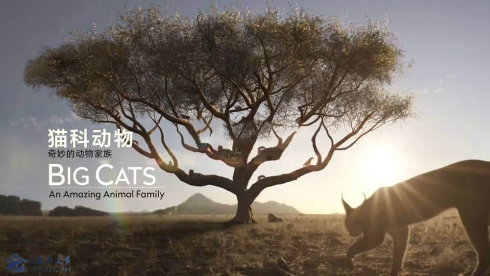 BSkyB纪录片《猫科动物：奇妙的动物家族 Big Cats:An Amazing Animal Family 2015》[全2集][中英双字][720P][网盘][资源下载]