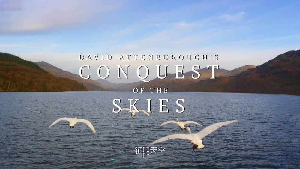 BBC纪录片《征服天穹 David Attenborough's Conquest of the Skies 2014》[全3集][无字幕][外挂字幕][1080P][网盘][资源下载]