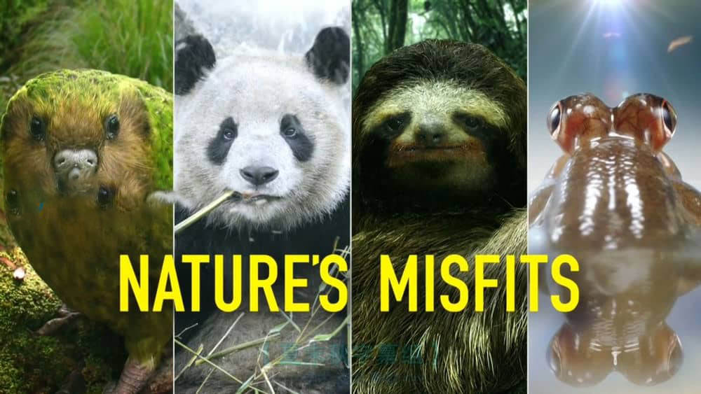 BBC纪录片《大自然里的奇怪动物 自然界的奇葩 Nature's Misfits 2014》[全1集][中英双字][720P][网盘][资源下载]