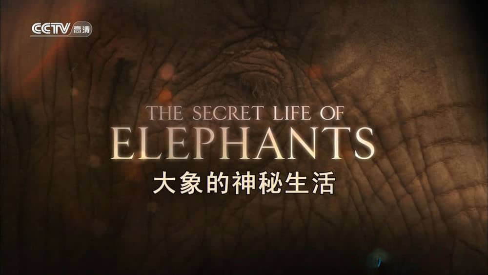 央视译制纪录片《大象的神秘生活 大象的别样世界 The Secret Life of Elephants》[全3集][中字][720P][网盘][资源下载]