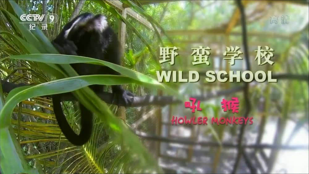 央视译制纪录片《野蛮学校 Wild School 2018》[全6集][中字][1080P][网盘][资源下载]