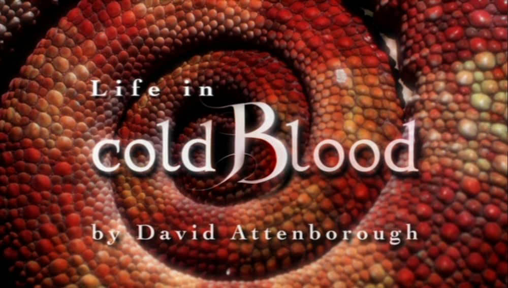 BBC纪录片《冷血生命 Life In Cold Blood 2008》[全5集][中字][DVD画质][网盘][资源下载]