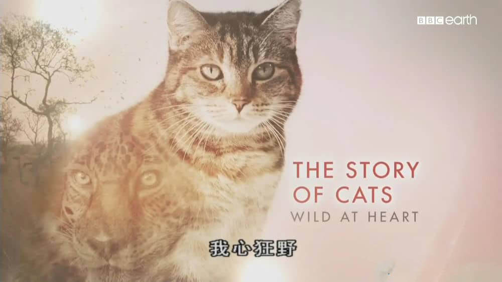 BBC纪录片《猫的史诗之旅 The Story Of Cats》[全3集][中字][720P][网盘][资源下载]