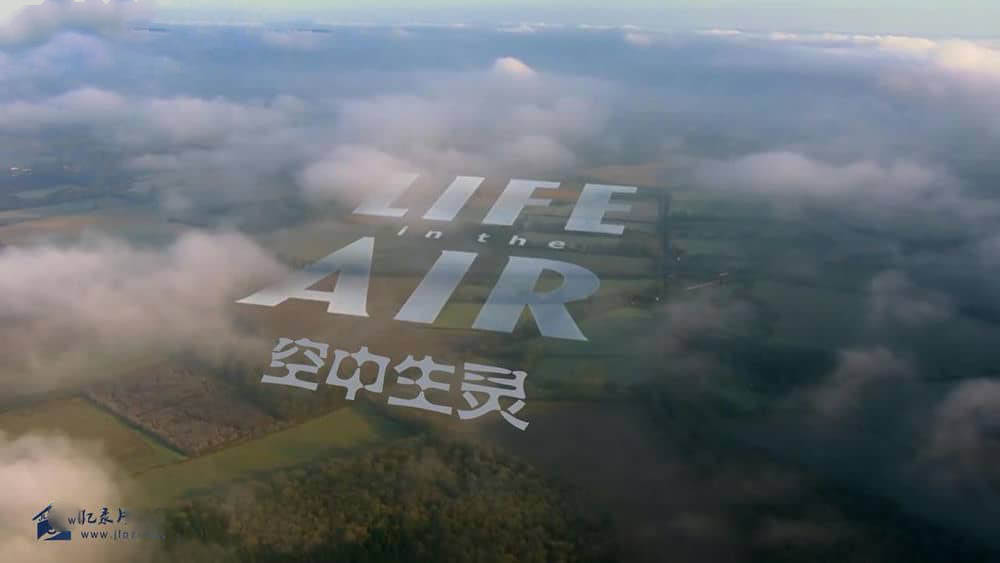 BBC纪录片《空中生灵 Life in the Air 2016》[全3集][中英双字][720P][网盘][资源下载]