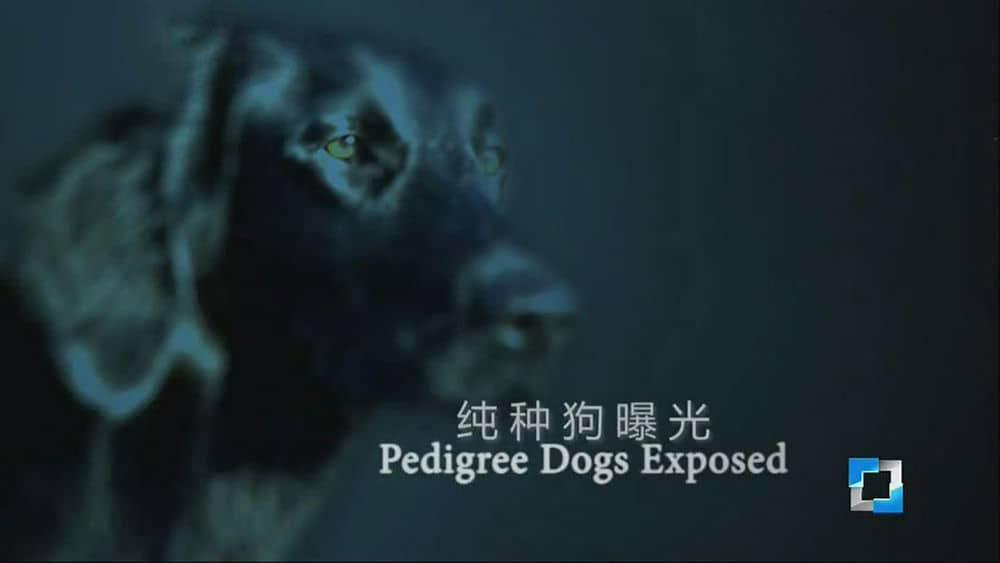 BBC纪录片《纯种狗的悲哀 Pedigree Dogs Exposed 2008》[全1集][中字][720P][网盘][资源下载]