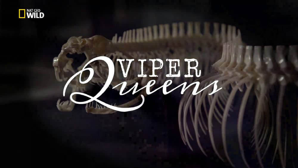 国家地理纪录片《毒蛇女王 Viper Queens》[全1集][无字幕][外挂字幕][1080P][网盘][资源下载]