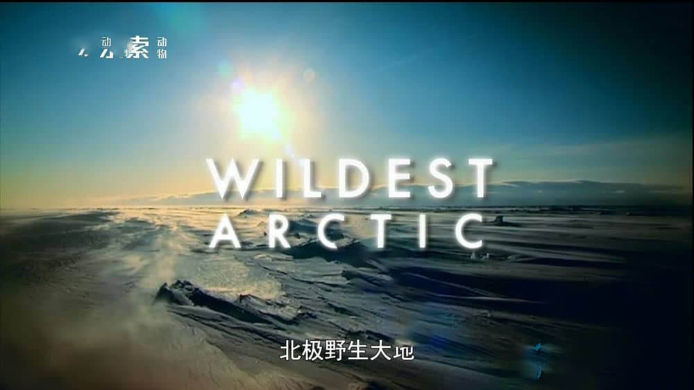 探索频道纪录片《北极野生大地 Wildest Arctic》[全4集][中字][720P][网盘][资源下载]