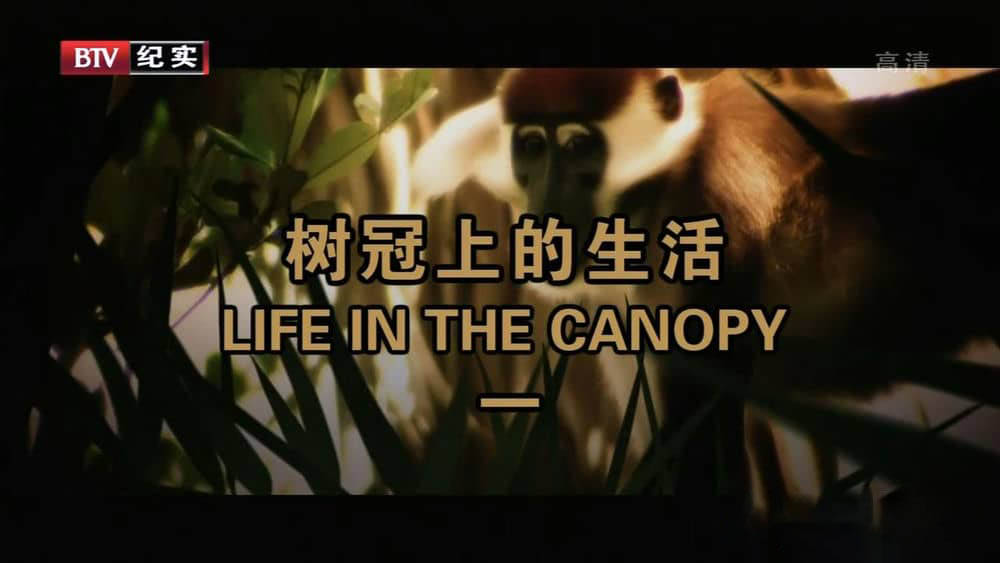 BTV译制纪录片《树冠上的生活 Life in the canopy》[全3集][中字][720P][网盘][资源下载]