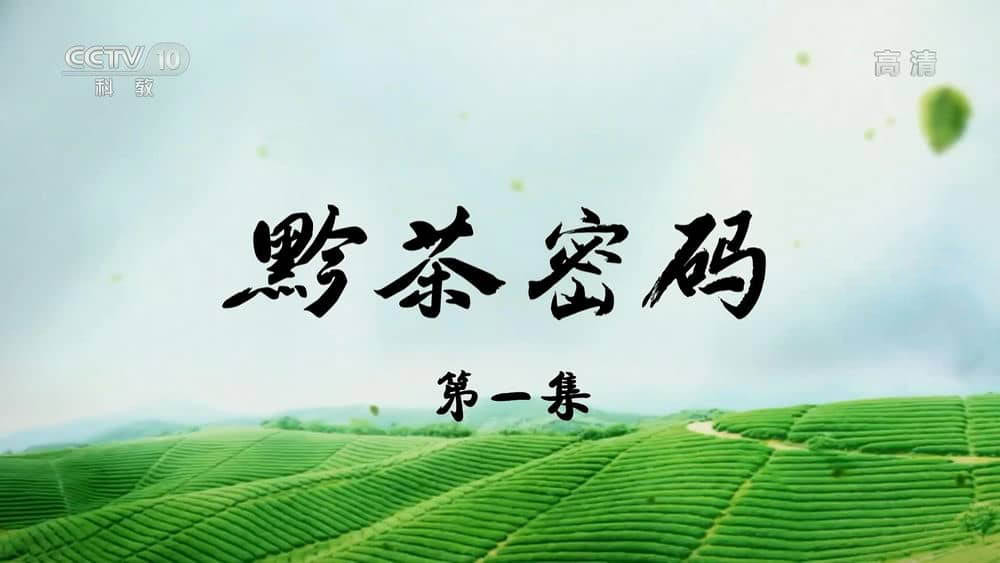 央视纪录片《黔茶密码 2020》[全3集][中字][1080P][网盘][资源下载]