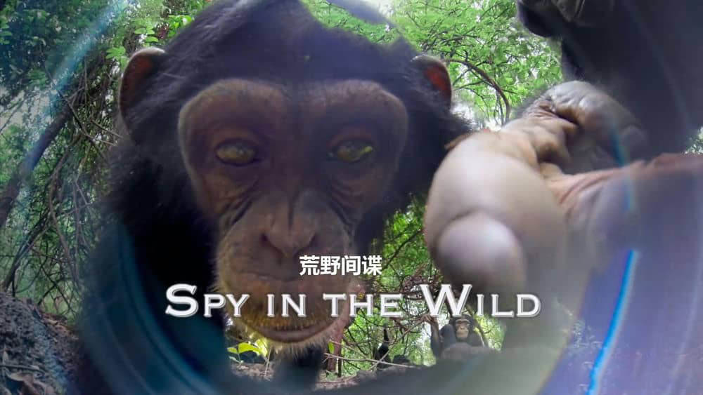 BBC纪录片《荒野间谍 Spy in the Wild》[全5集][中英双字][4K][1080P][网盘][资源下载]