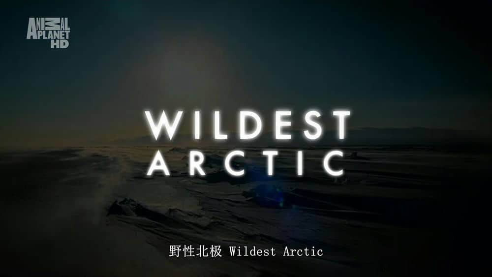 动物星球《野性北极 Wildest Arctic》[全4集][中英双字][720P][网盘][资源下载]