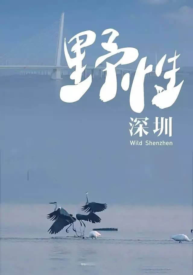 央视纪录片《野性深圳》[全5集][中字][1080P][网盘][资源下载]