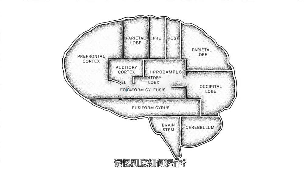 Netflix纪录片《头脑解密 The Mind , Explained 2019》[全5集][中字][1080P][720P][网盘][资源下载]