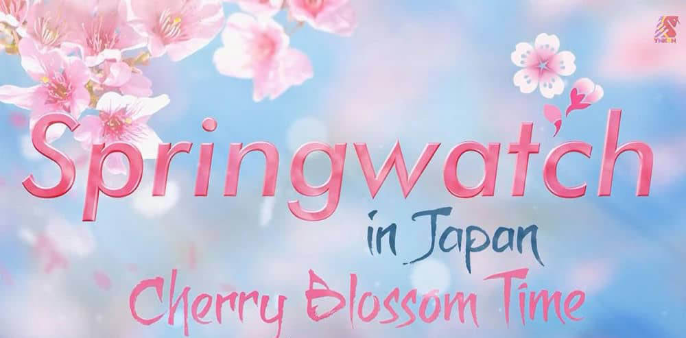 BBC纪录片《日本赏春—樱花盛开时节 Springwatch in Japan Cherry Blossom Time》[全1集][中英双字][720P][网盘][资源下载]