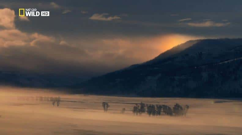 ¼Ƭʯ԰ĸ Wild Yellowstone: She Wolfȫ1Ļ - 1080PԴ