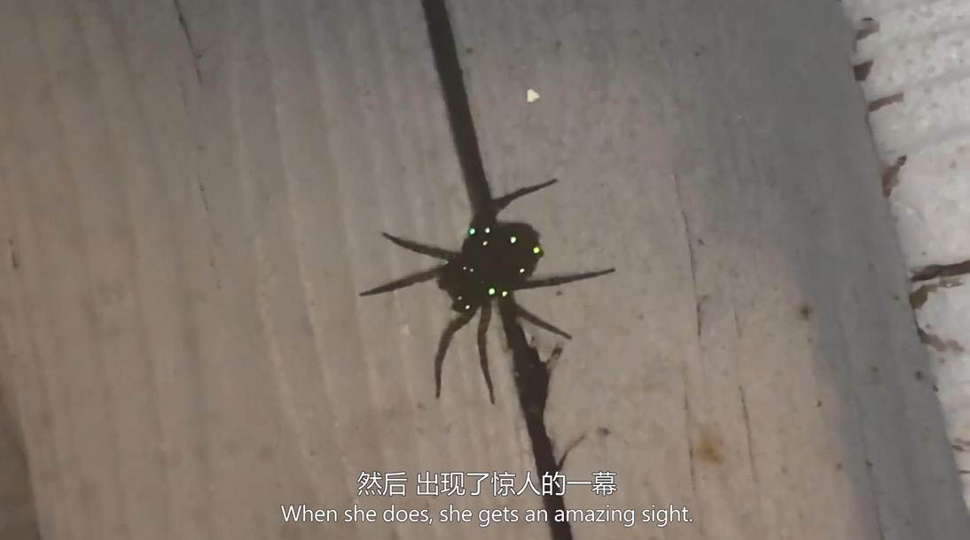 昆虫谜团纪录片《发光蜘蛛之谜》全1集 -英语中字1080P高清网盘下载