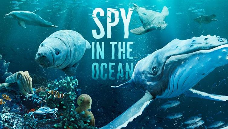 BBC纪录片《海洋间谍 Spy in the Ocean》全4集[中英字幕][1080P][BT][资源下载]