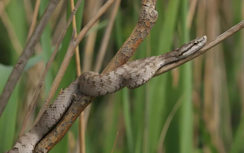 ¼Ƭ޶֮  Asia's Deadliest Snakes-Ѹ