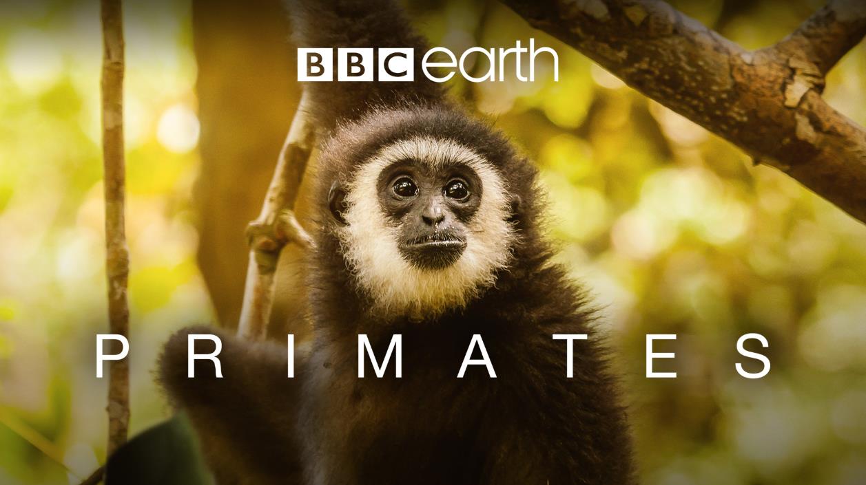 BBC纪录片《灵长王国 Primates》全3集[无字幕][720P][BT][资源下载]