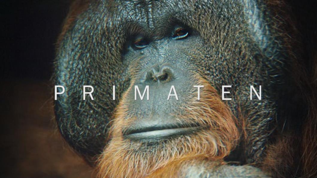 BBC纪录片《灵长王国 Primates》全3集[无字幕][720P][BT][资源下载]