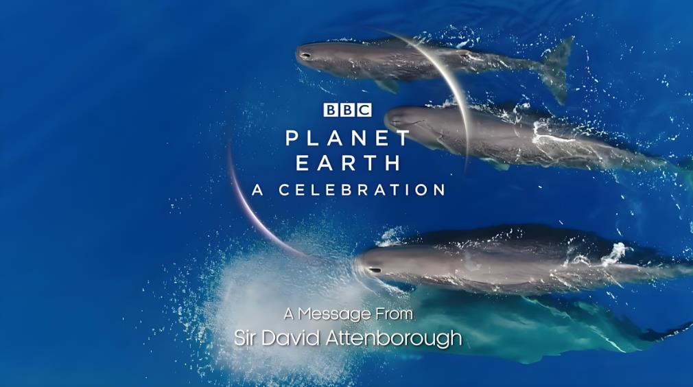 纪录片《地球脉动：生命赞礼 Planet Earth: A Celebration》[无字幕][1080P][BT][资源下载]