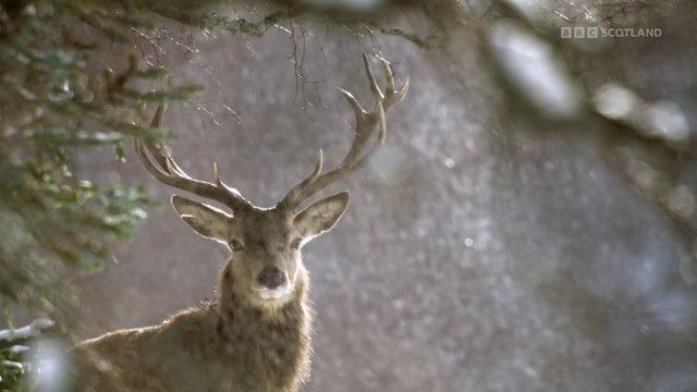 野生动物纪录片《苏格兰自然大观 Scotland 2024》全3集[赛道新素材][无字幕][1080P][BT][资源下载]