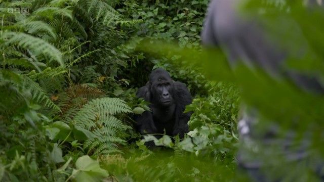 BBC纪录片《黑猩猩银背》全1集[赛道新素材][无字幕][1080P][BT][资源下载]