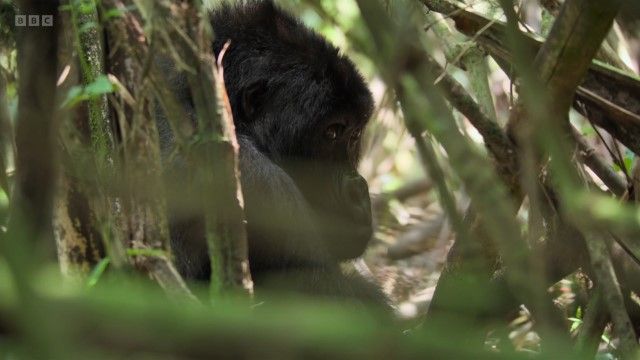 BBC纪录片《黑猩猩银背》全1集[赛道新素材][无字幕][1080P][BT][资源下载]