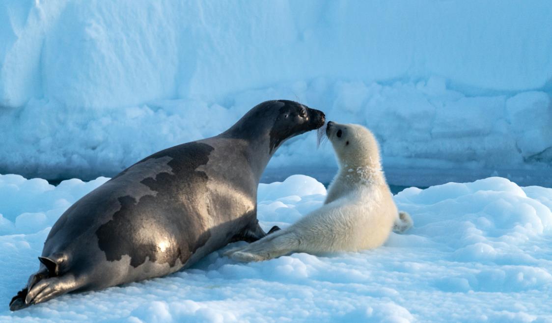 BBC纪录片《冰冻星球 Frozen Planet 2022》[第二季全6集][无字幕][外挂字幕][4K][网盘][资源下载]