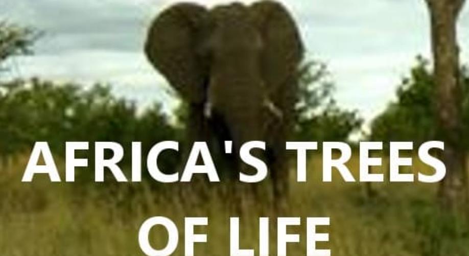 央视译制纪录片《生命之萌 Africa's Trees of Life》[全3集][中字][1080P][网盘][资源下载]