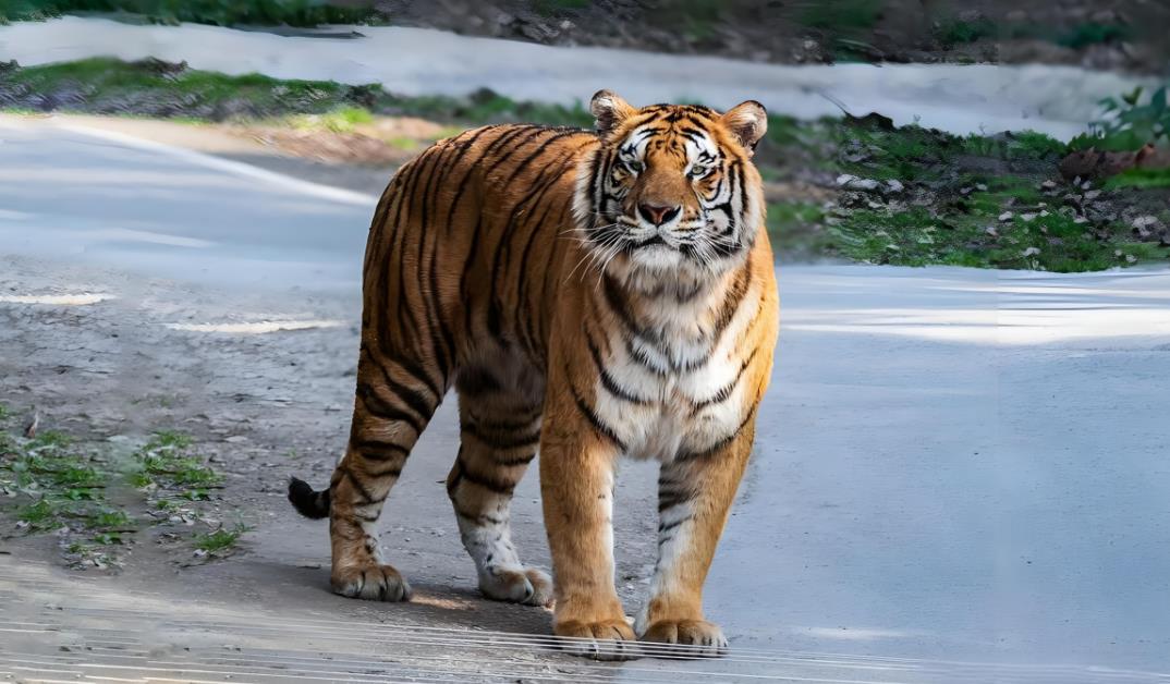 BBC纪录片《自然世界：虎岛 Natural World:Tiger Island 2012》[全1集][无字幕][外挂字幕][1080P][网盘][资源下载]