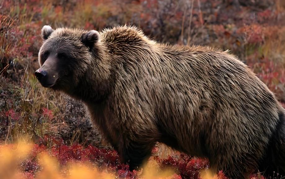 BBC纪录片《自然世界：阿拉斯加的灰熊 Natural World:Grizzlies of Alaska 2012》[全1集][无字幕][外挂字幕][1080P][网盘][资源下载]