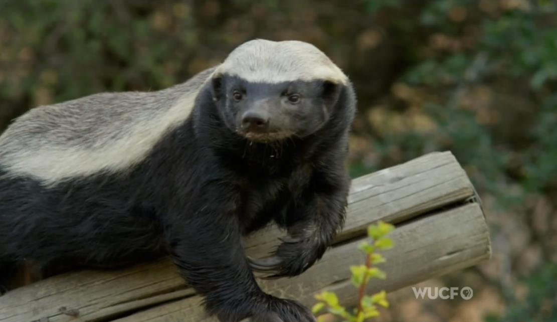 BBC纪录片《自然世界 蜜獾：破坏之王 Natural World:Honey Badgers - Masters of Mayhem 2014》[全1集][无字幕][外挂字幕][1080P][网盘][资源下载]