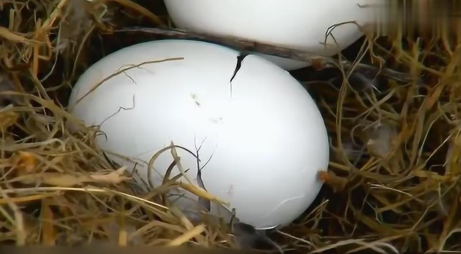 BBC纪录片《自然世界：蛋的奇迹 Natural World:Attenborough's Wonder of Eggs 2018》[全1集][无字幕][外挂字幕][1080P][网盘][资源下载]