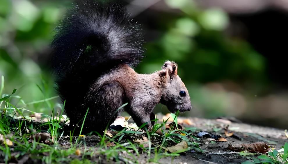 BBC纪录片《自然世界：超级松鼠 Natural World:The Super Squirrels 2018》[全1集][中英双字][1080P][网盘][资源下载]