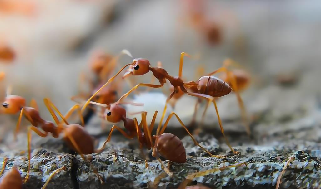 BBC纪录片《自然世界：蚂蚁攻击 Natural World:Ant Attack》[全1集][中英双字][720P][网盘][资源下载]