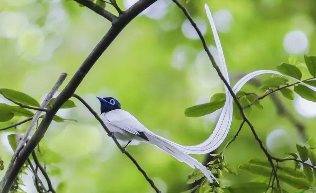 BBC纪录片《自然世界：天堂之鸟 Natural World:Birds of Paradise 2010》[全1集][中英双字][720P][网盘][资源下载]