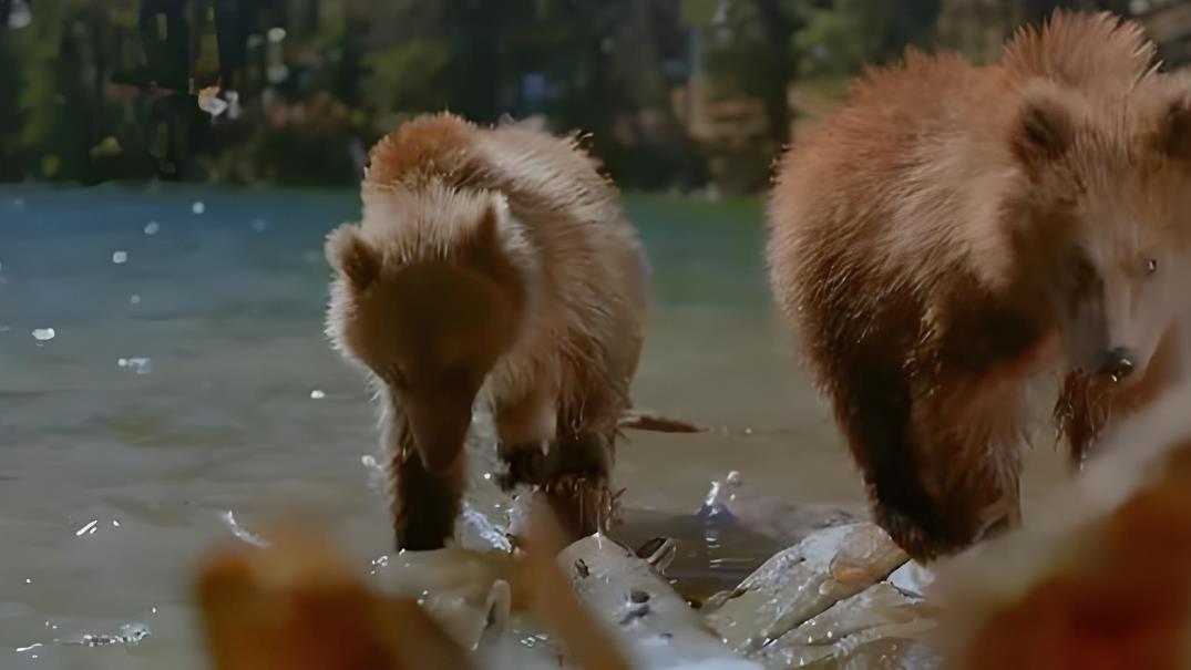 IMAX纪录片《熊 Bears 2004》[全1集][国英双轨][无字幕][外挂字幕][1080P][720P][网盘][资源下载]