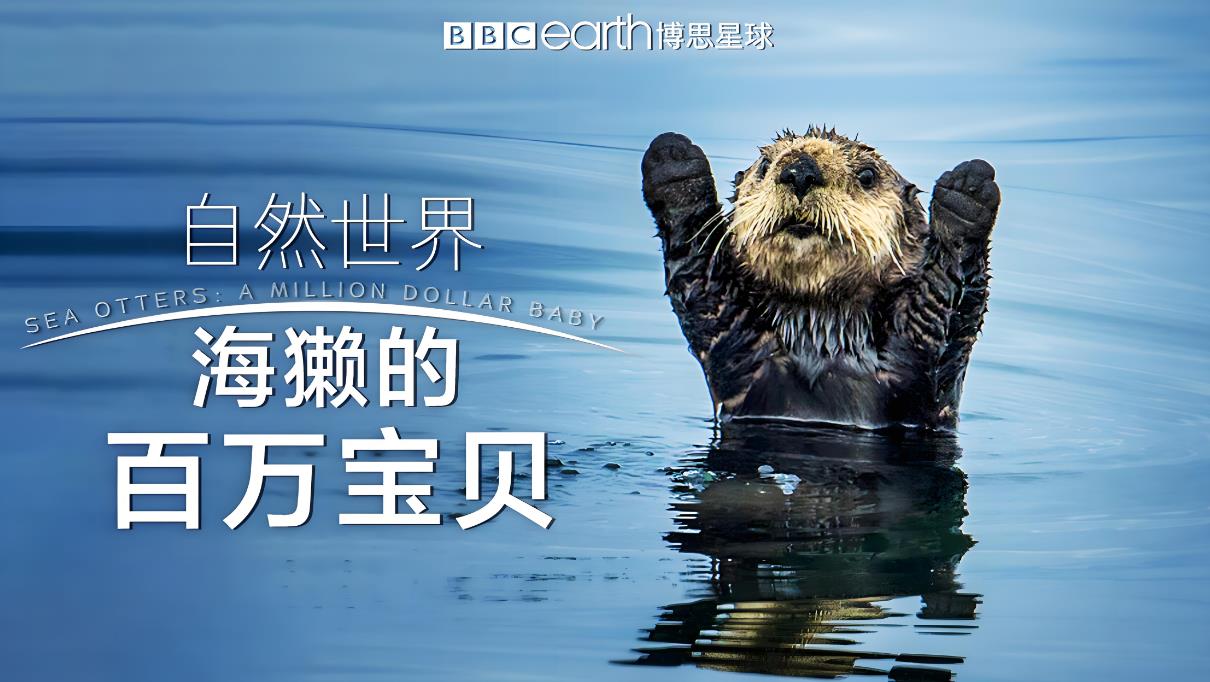 BBC纪录片《自然世界：海獭的百万宝宝 Sea Otters:A Million Dollar Baby 2010》[全1集][无字幕][外挂字幕][1080P][网盘][资源下载]