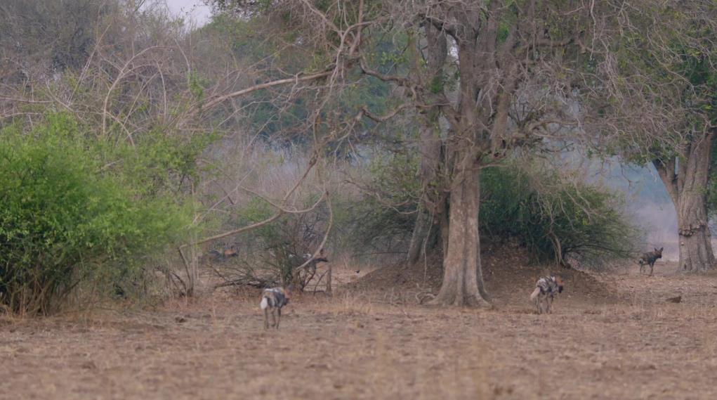 纪录片《非洲猎手们 Africa's Hunters》第三季全6集[无字][BT][1080P][9.42GB][MKV][资源下载]