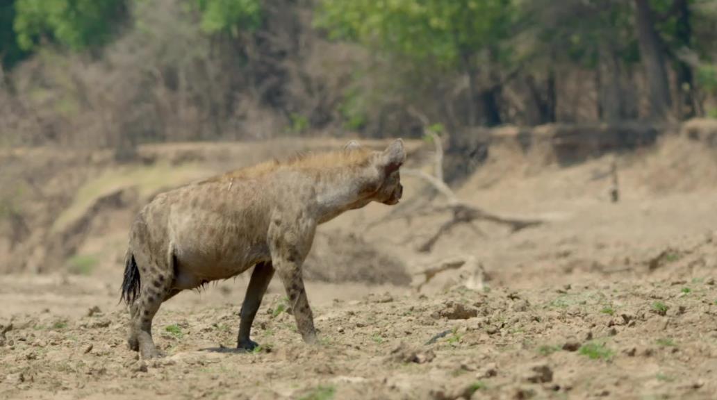 纪录片《非洲猎手们 Africa's Hunters》第三季全6集[无字][BT][1080P][9.42GB][MKV][资源下载]