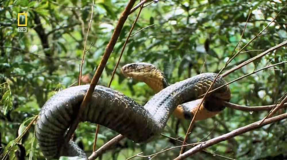 ҵȻ¼Ƭ۾ߣͬ / SECRETS OF THE KING COBRA-Ѹ