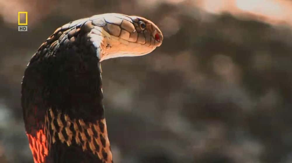 ҵȻ¼Ƭ۾ߣͬ / SECRETS OF THE KING COBRA-Ѹ