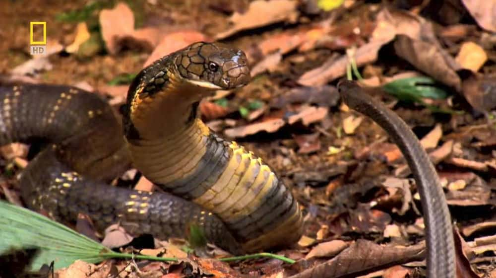 ҵȻ¼Ƭ۾ߣͬ / SECRETS OF THE KING COBRA-Ѹ