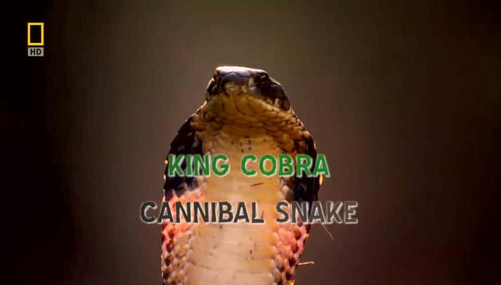 ҵȻ¼Ƭ۾ߣͬ / SECRETS OF THE KING COBRA-Ѹ